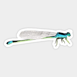 Damselfly Sticker